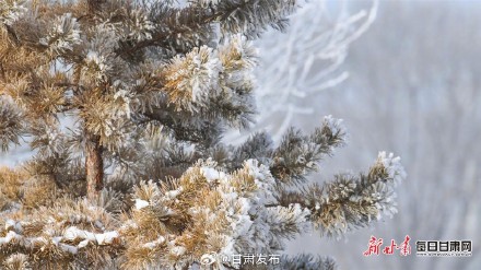 雪柳似花银松似菊 武威天马湖畔雾凇醉人 雪柳似花银松似菊 武威天马湖畔雾凇醉人
