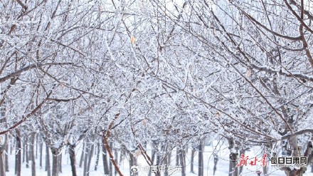雪柳似花银松似菊 武威天马湖畔雾凇醉人 雪柳似花银松似菊 武威天马湖畔雾凇醉人