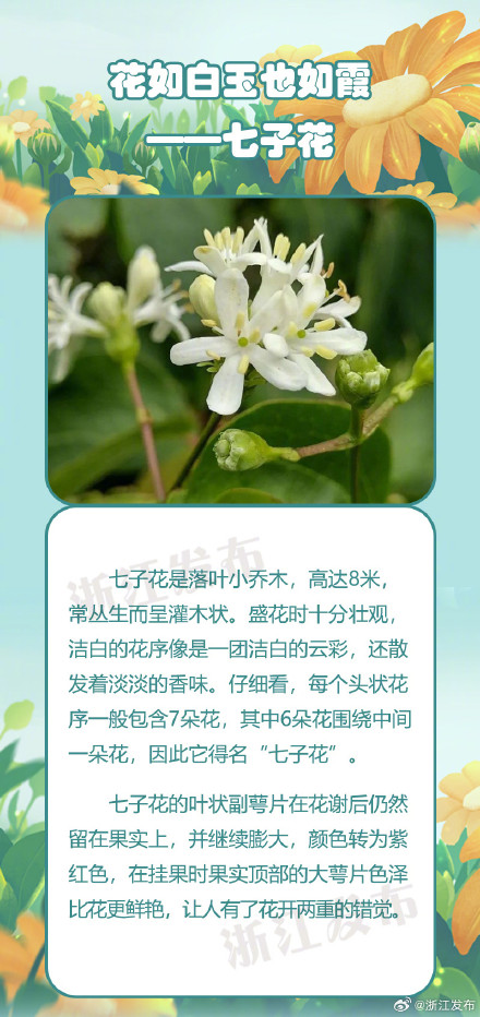 春节涨姿势：认识珍稀濒危植物——七子花