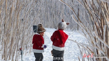 雪柳似花银松似菊 武威天马湖畔雾凇醉人 雪柳似花银松似菊 武威天马湖畔雾凇醉人