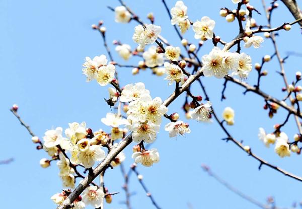 迎接新的春天！瘦西湖梅花迎春开