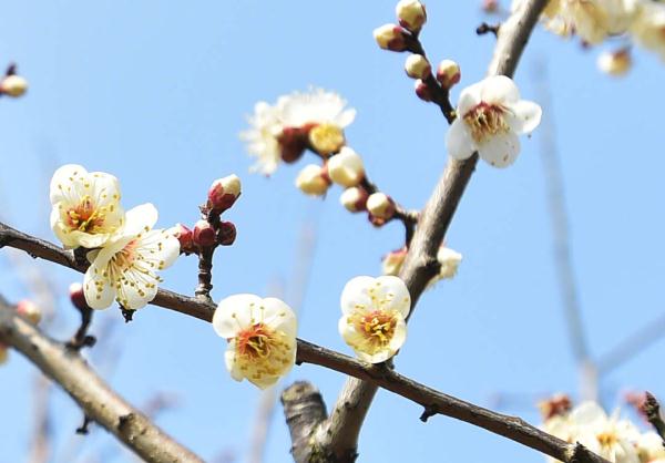 迎接新的春天！瘦西湖梅花迎春开