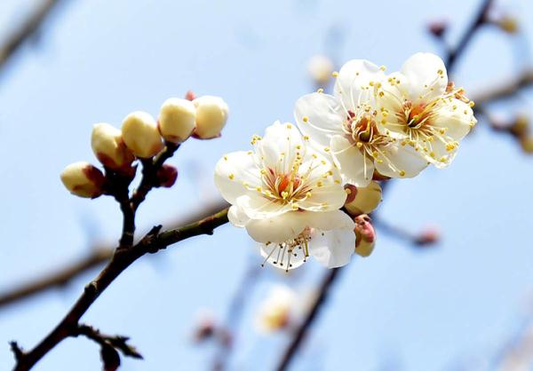 迎接新的春天！瘦西湖梅花迎春开