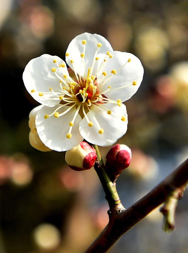 迎接新的春天！瘦西湖梅花迎春开