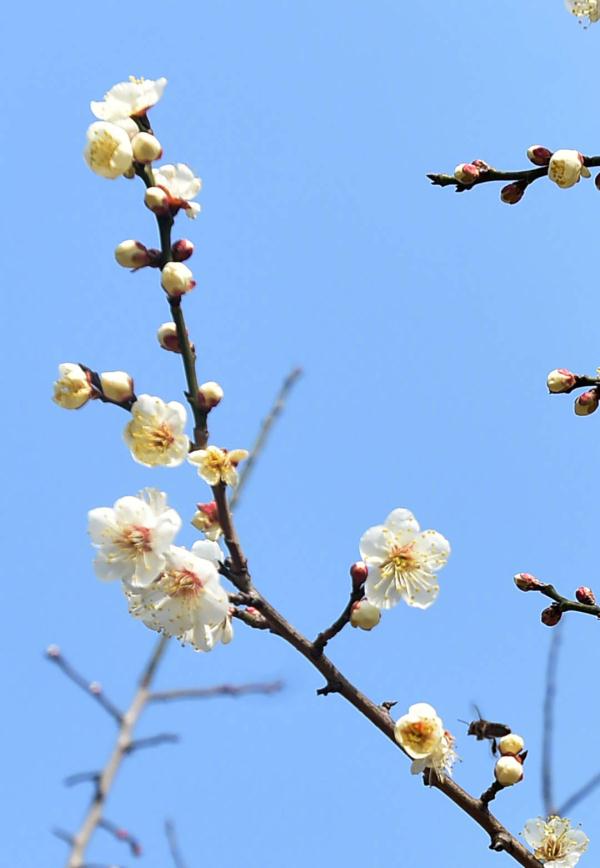 迎接新的春天！瘦西湖梅花迎春开
