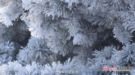 雪柳似花银松似菊 武威天马湖畔雾凇醉人 雪柳似花银松似菊 武威天马湖畔雾凇醉人