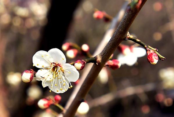 迎接新的春天！瘦西湖梅花迎春开