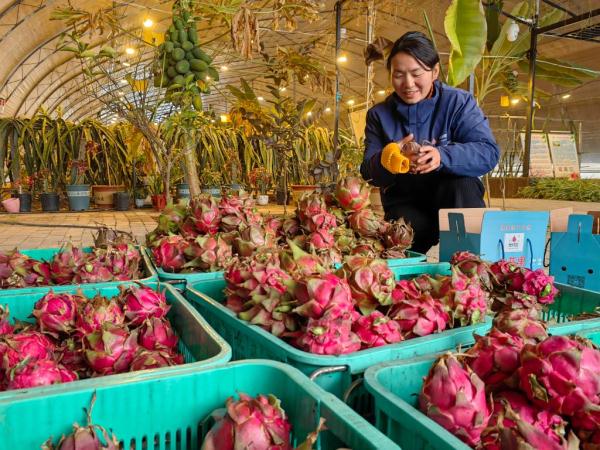 新春走基层丨火龙果“移居”西北结出“致富果” 新春走基层丨火龙果“移居”西北结出“致富果”