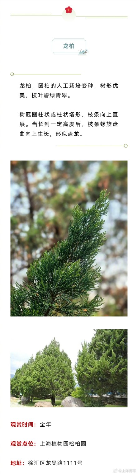 原来上海藏着这么多以龙为名的植物，龙年一定要去看看！