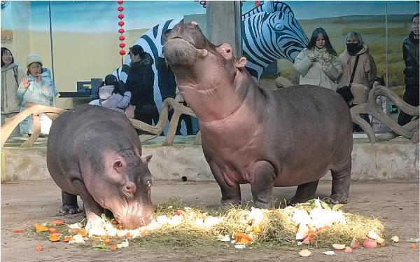 企鹅拜年、赏杜鹃、看花灯……看大连“花式”过年 企鹅拜年、赏杜鹃、看花灯……看大连“花式”过年