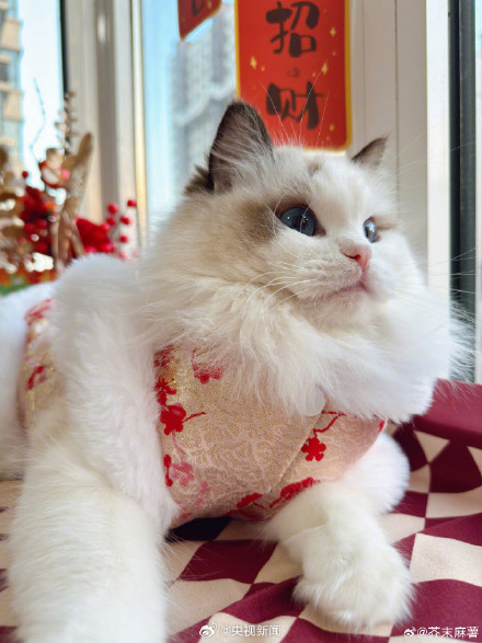 太可爱了!小动物也喜欢过年吧 太可爱了!小动物也喜欢过年吧