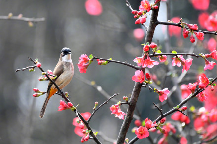 收藏美景！海棠花和小鸟的适配度有多高