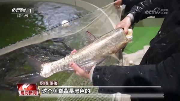 【青春匠心】年年有鱼 连年有余