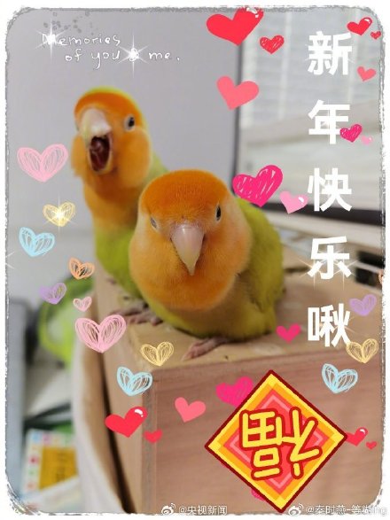 太可爱了!小动物也喜欢过年吧 太可爱了!小动物也喜欢过年吧