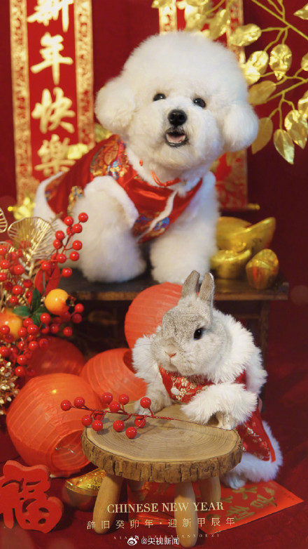 太可爱了!小动物也喜欢过年吧 太可爱了!小动物也喜欢过年吧