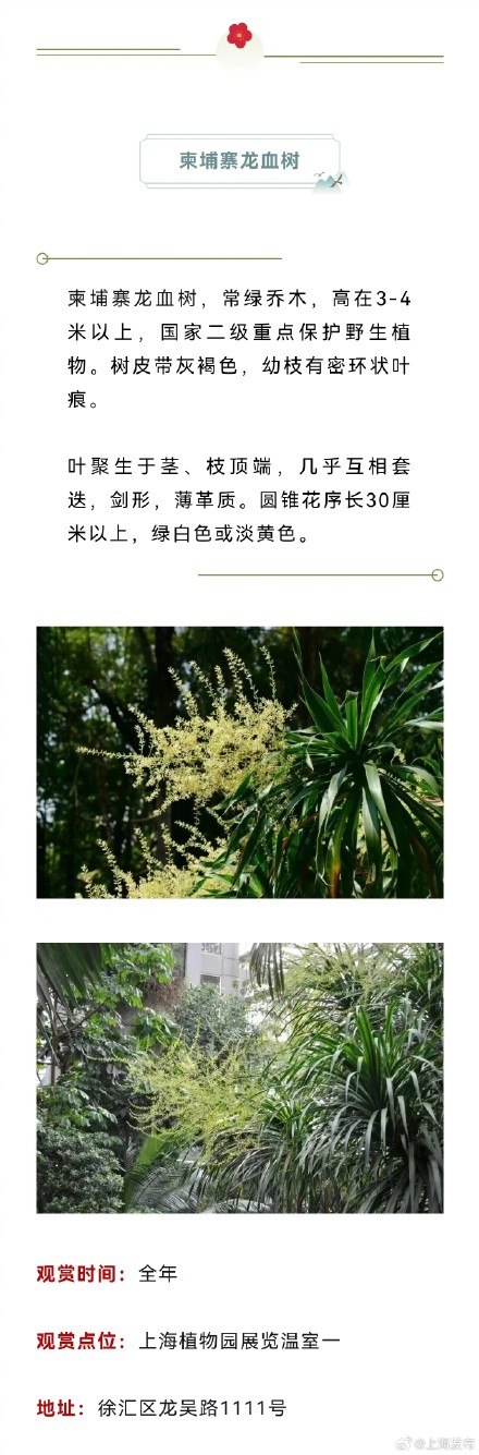 原来上海藏着这么多以龙为名的植物，龙年一定要去看看！