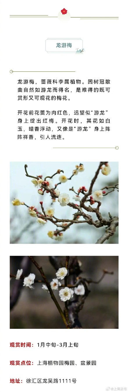 原来上海藏着这么多以龙为名的植物，龙年一定要去看看！
