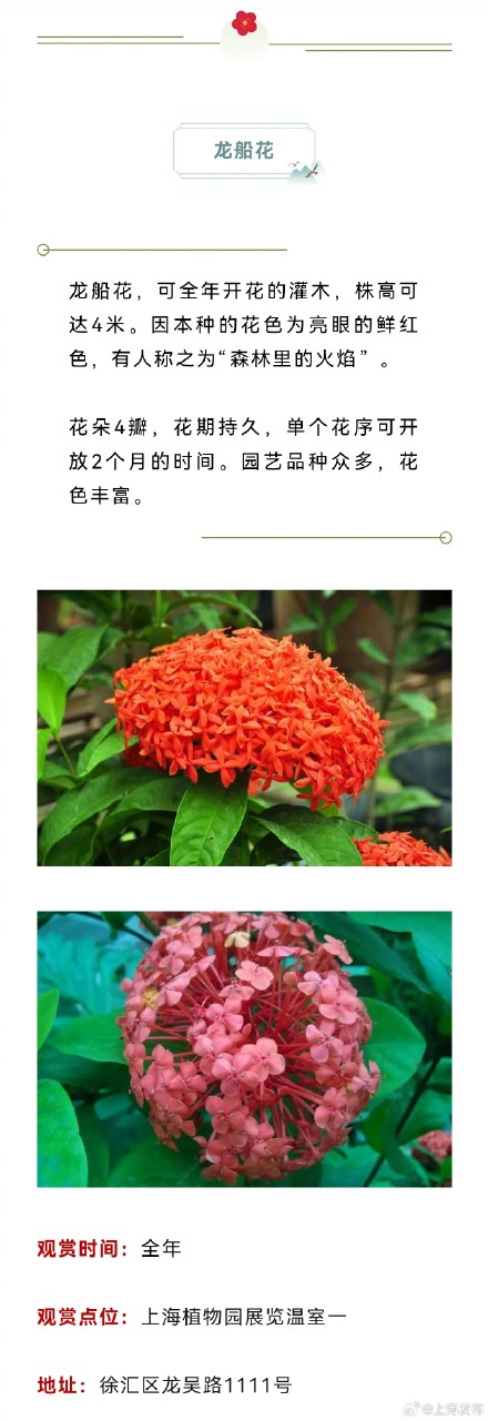 原来上海藏着这么多以龙为名的植物，龙年一定要去看看！