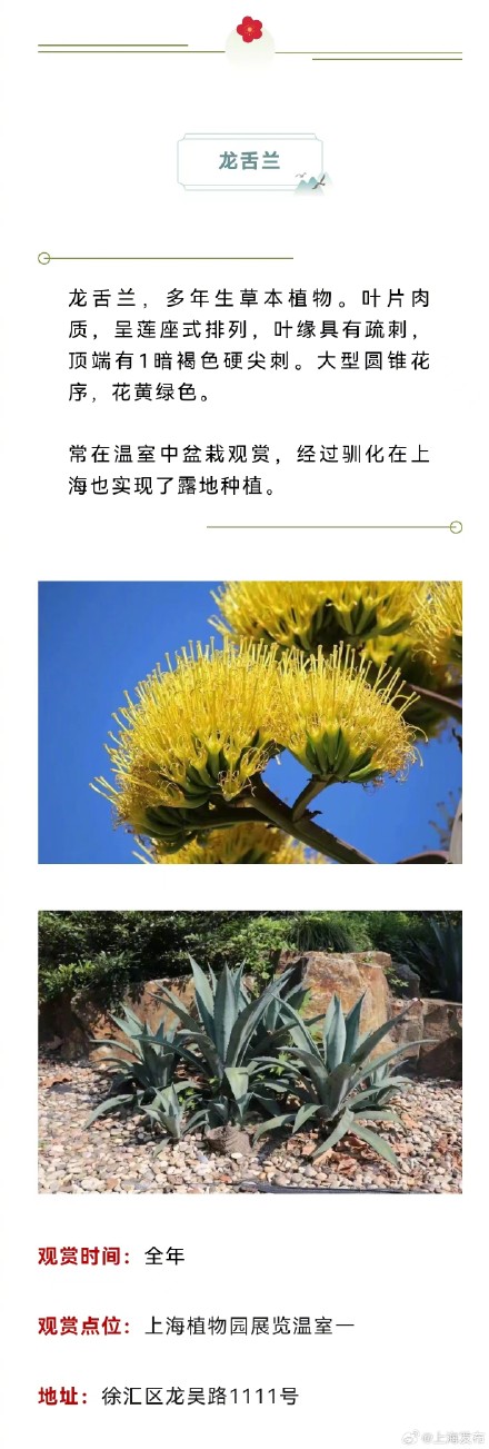 原来上海藏着这么多以龙为名的植物，龙年一定要去看看！