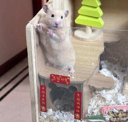 太可爱了!小动物也喜欢过年吧 太可爱了!小动物也喜欢过年吧