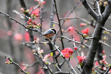 收藏美景！海棠花和小鸟的适配度有多高