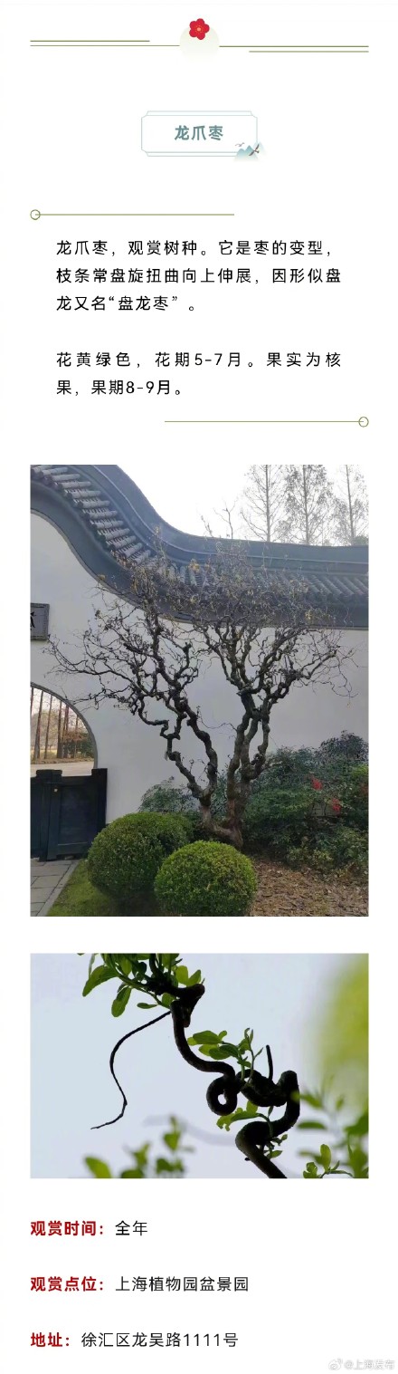 原来上海藏着这么多以龙为名的植物，龙年一定要去看看！
