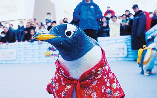 企鹅拜年、赏杜鹃、看花灯……看大连“花式”过年 企鹅拜年、赏杜鹃、看花灯……看大连“花式”过年