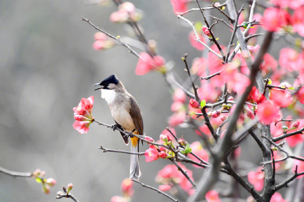 收藏美景！海棠花和小鸟的适配度有多高