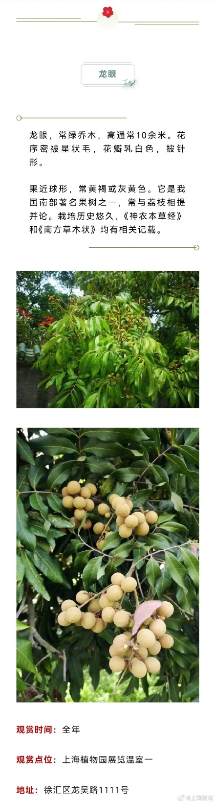 原来上海藏着这么多以龙为名的植物，龙年一定要去看看！