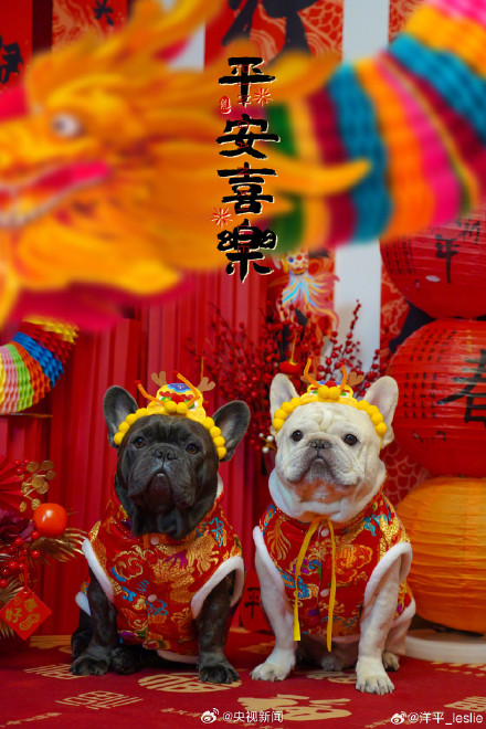 太可爱了!小动物也喜欢过年吧 太可爱了!小动物也喜欢过年吧