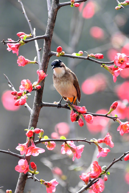收藏美景！海棠花和小鸟的适配度有多高