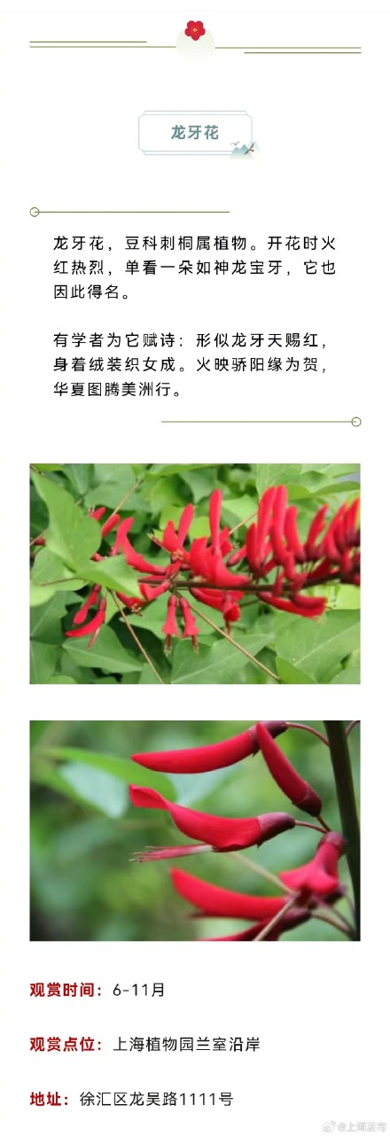 原来上海藏着这么多以龙为名的植物，龙年一定要去看看！