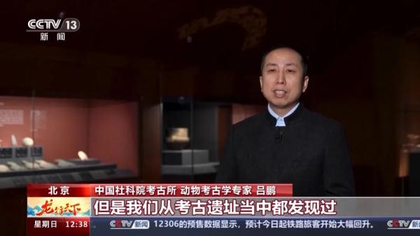 龙从何而来？走进中国考古博物馆开启“寻龙之旅”