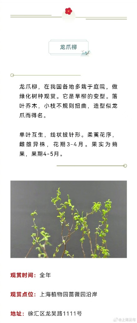 原来上海藏着这么多以龙为名的植物，龙年一定要去看看！