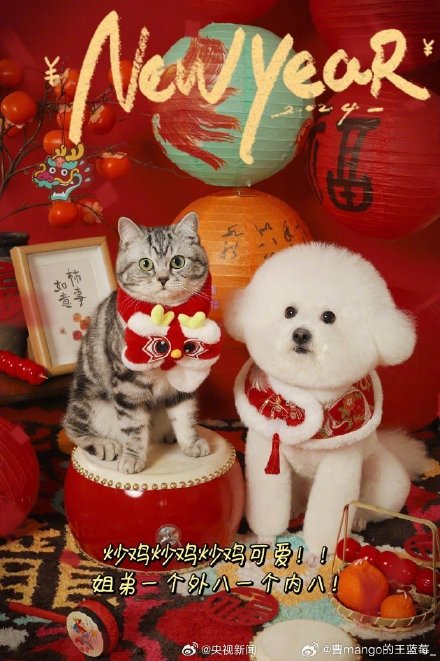 太可爱了!小动物也喜欢过年吧 太可爱了!小动物也喜欢过年吧