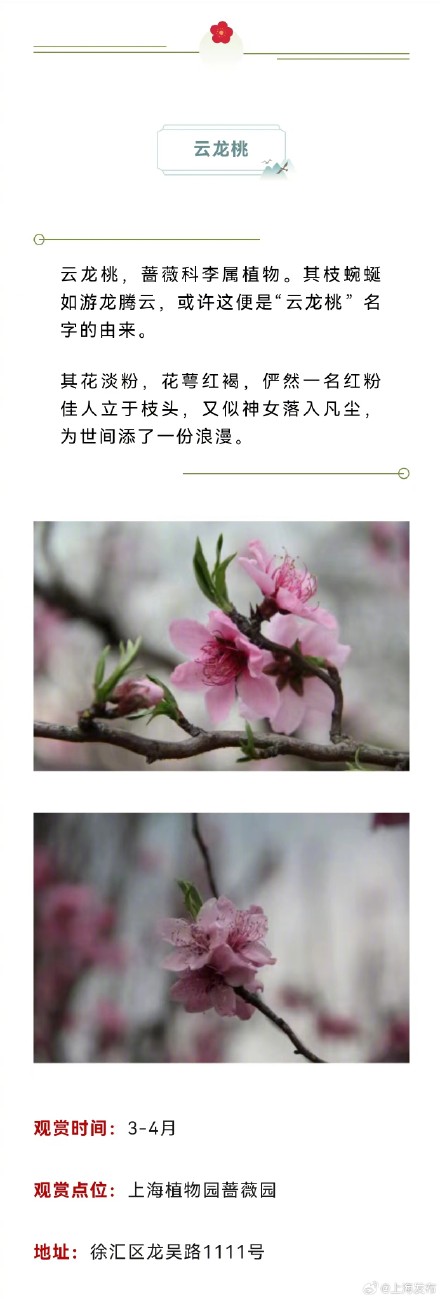 原来上海藏着这么多以龙为名的植物，龙年一定要去看看！