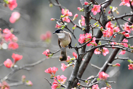 收藏美景！海棠花和小鸟的适配度有多高
