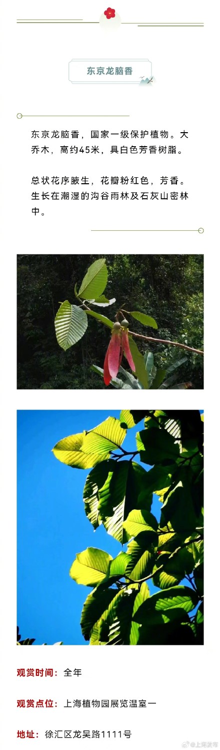 原来上海藏着这么多以龙为名的植物，龙年一定要去看看！