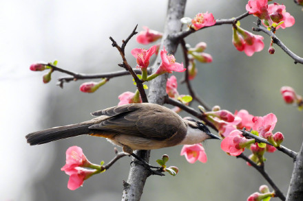 收藏美景！海棠花和小鸟的适配度有多高