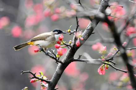 收藏美景！海棠花和小鸟的适配度有多高