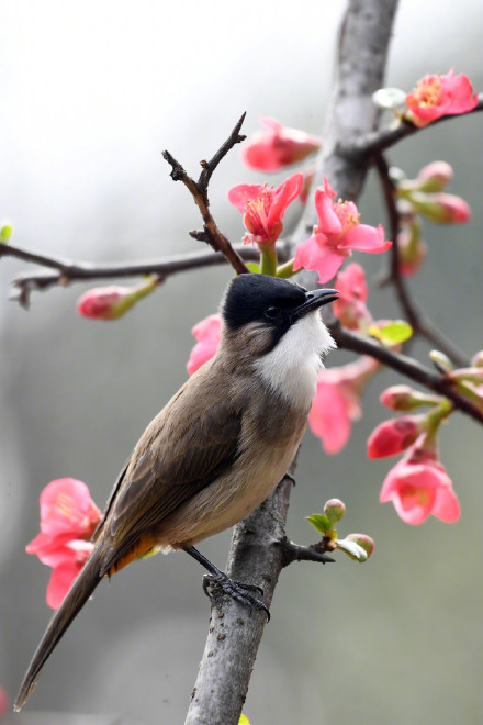 收藏美景！海棠花和小鸟的适配度有多高