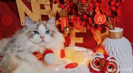 太可爱了!小动物也喜欢过年吧 太可爱了!小动物也喜欢过年吧