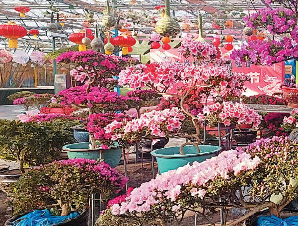 企鹅拜年、赏杜鹃、看花灯……看大连“花式”过年 企鹅拜年、赏杜鹃、看花灯……看大连“花式”过年