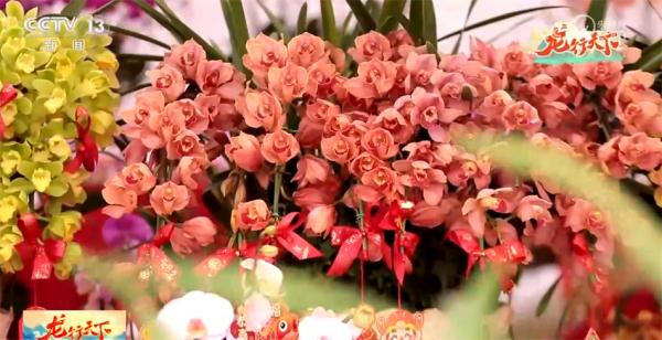 花飘粤港澳 龙行大湾区 年俗里腾飞着属于中国人的龙马精神 花飘粤港澳 龙行大湾区 年俗里腾飞着属于中国人的龙马精神