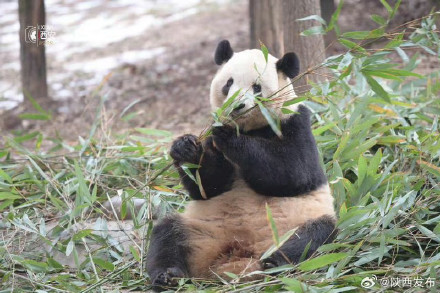 春节来秦岭四宝科学公园看“国宝”