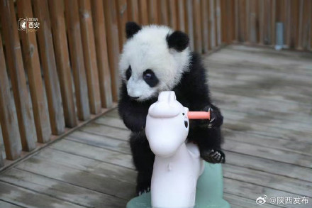 春节来秦岭四宝科学公园看“国宝”