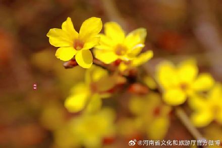 春节期间，郑州各大公园张灯结彩超好逛