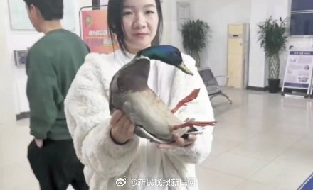从狗嘴里救出来的!警民接力救出“三有保护”动物绿头鸭 从狗嘴里救出来的!警民接力救出“三有保护”动物绿头鸭