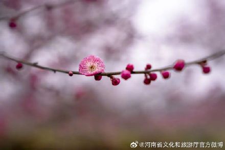 春节期间，郑州各大公园张灯结彩超好逛