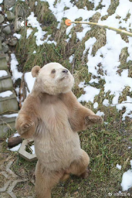 春节来秦岭四宝科学公园看“国宝”